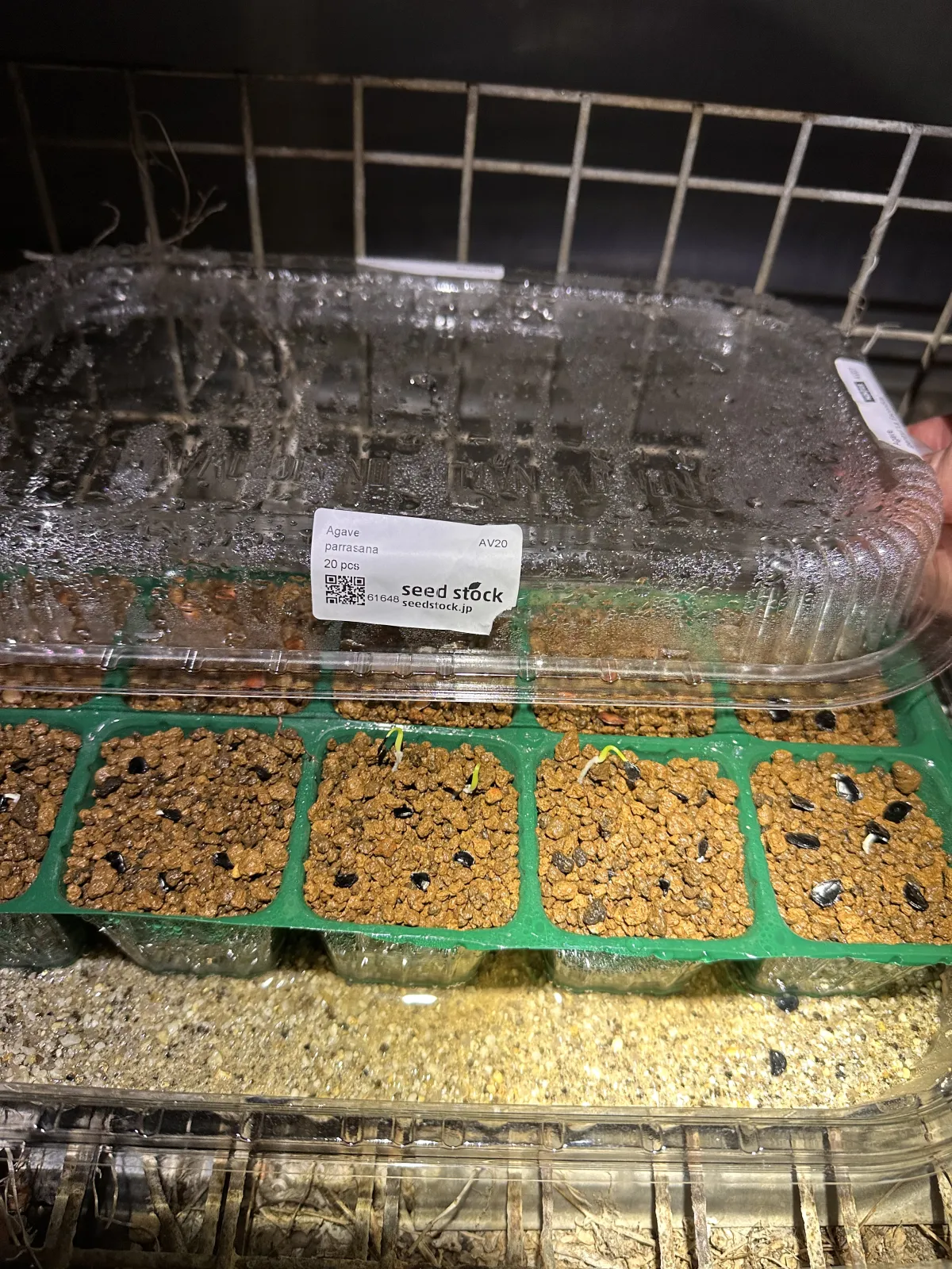 Agave parrasana (アガベ パラサナ)