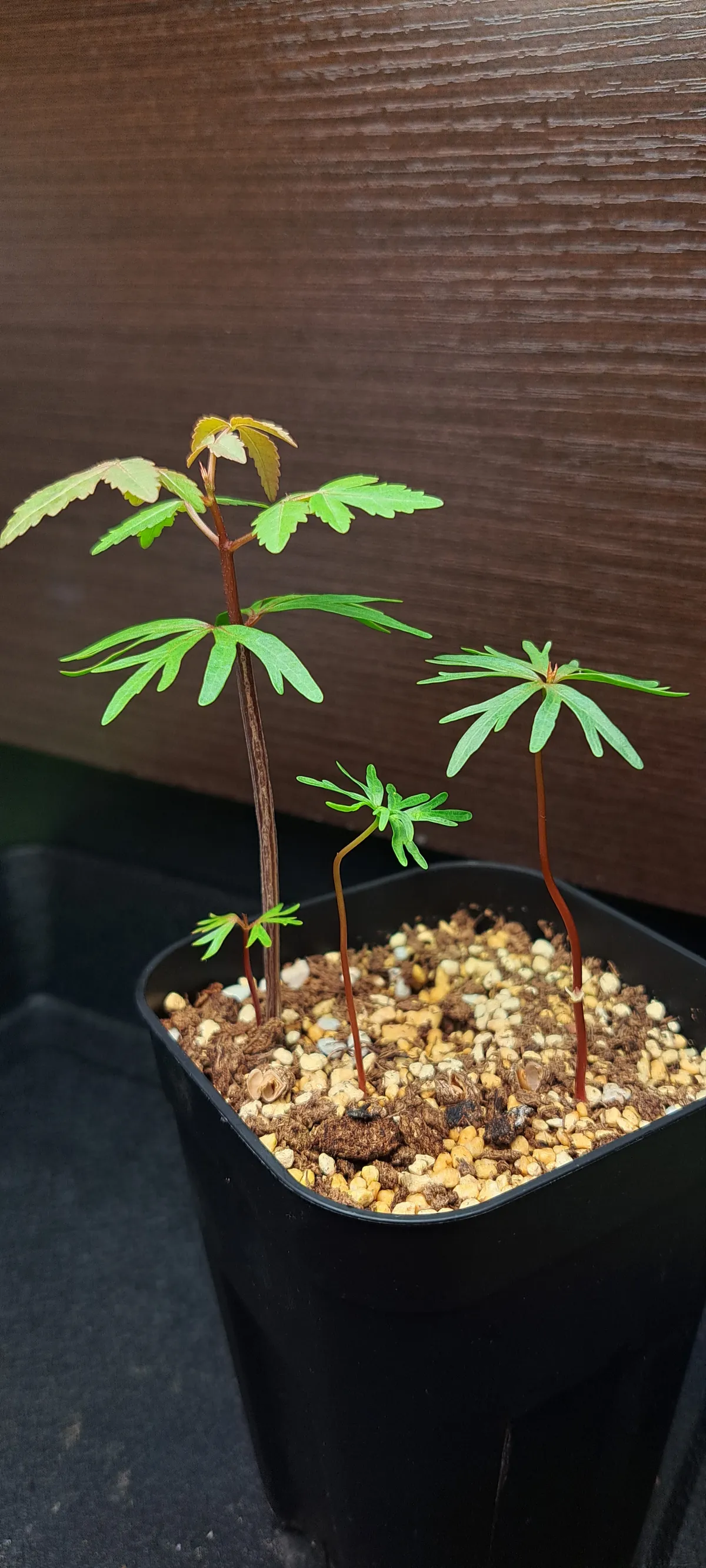 Bursera fagaroides (ブルセラ ファガロイデス)