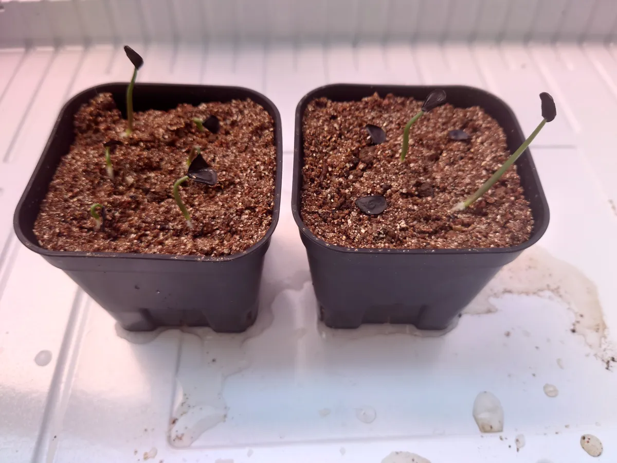 Agave angustifolia (アガベ アンガスティフォリア)