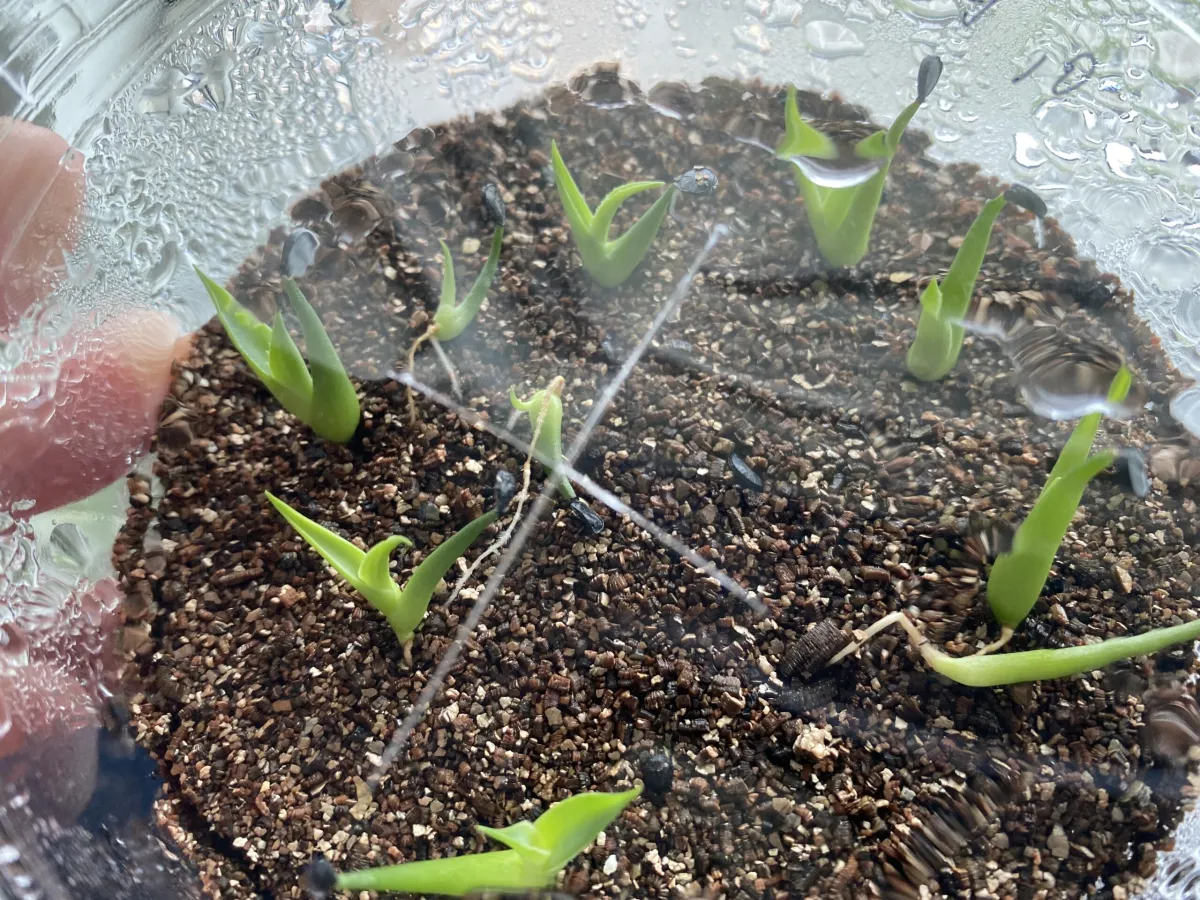 Agave utahensis ssp. utahensis (アガベ ユタエンシス)