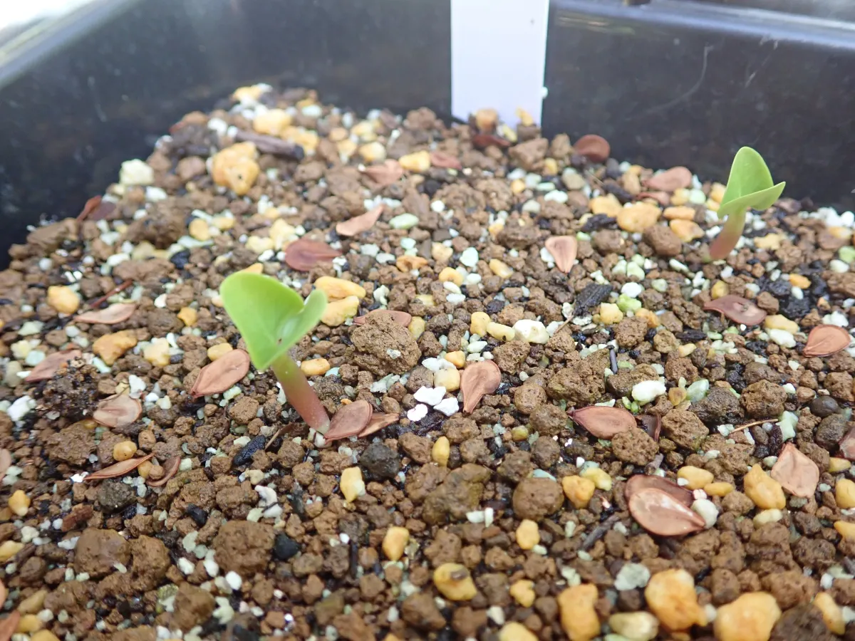 [発芽チャレンジ 終了しました] パキポディウム サンデルシー 白馬城 Pachypodium saundersii