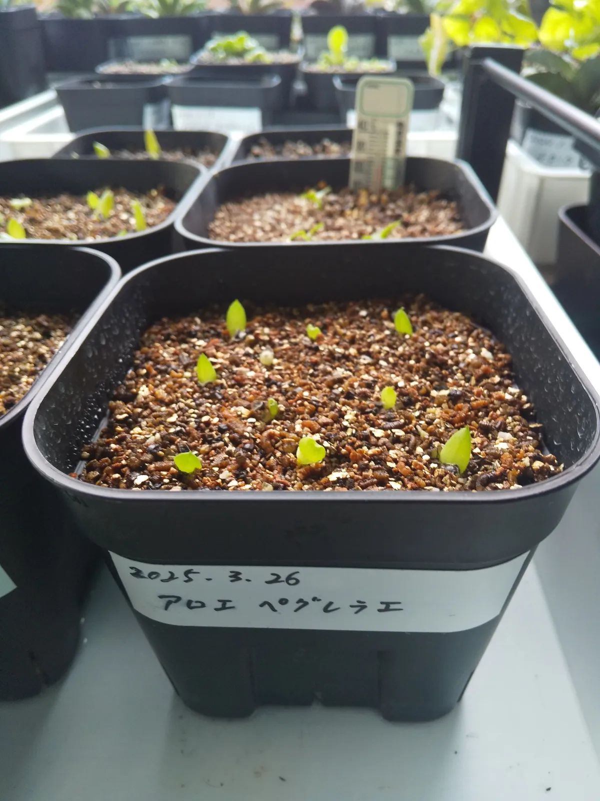 Aloe peglerae (アロエ ペグレラエ)