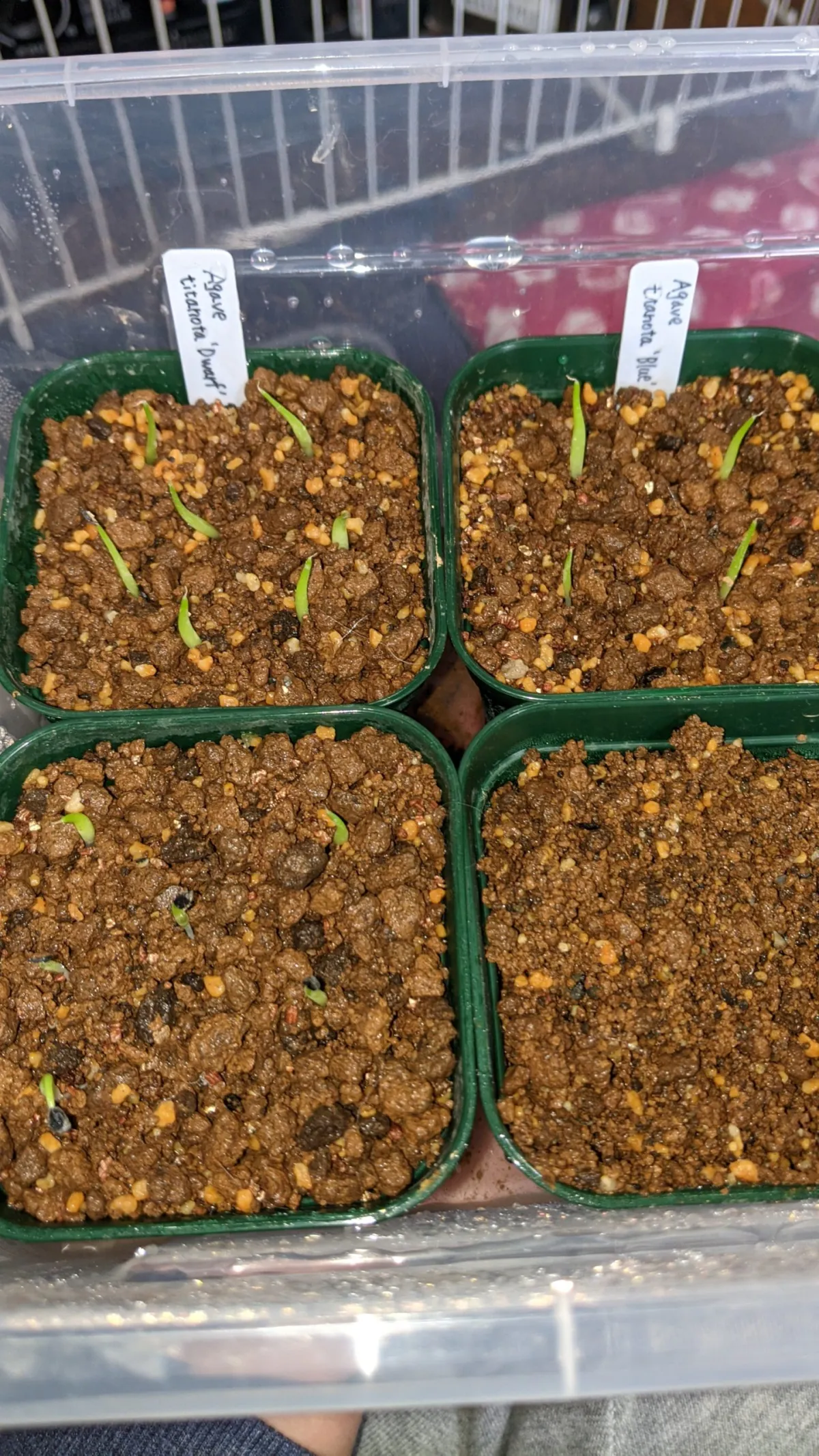 Agave titanota 'Blue' (アガベ チタノタブルー)