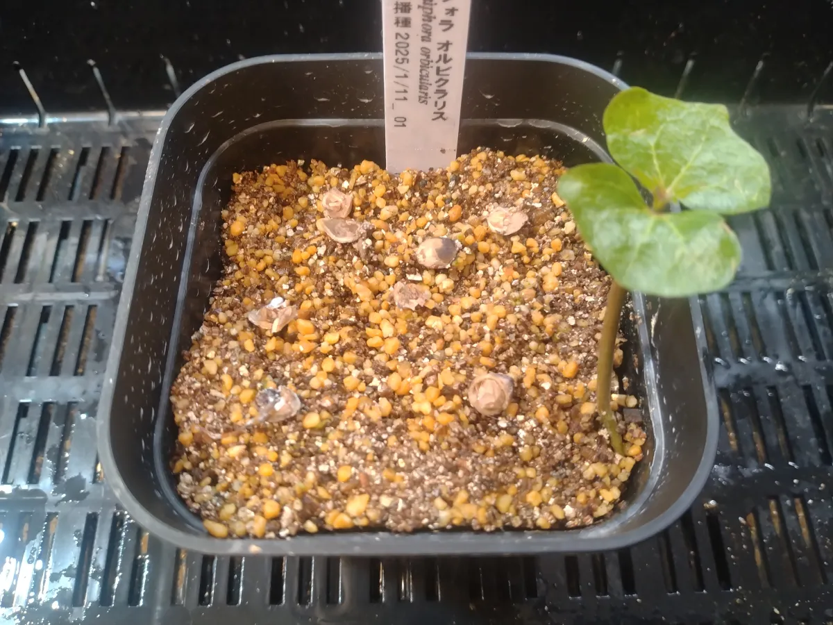 Commiphora orbicularis (コミフォラ オルビクラリス)