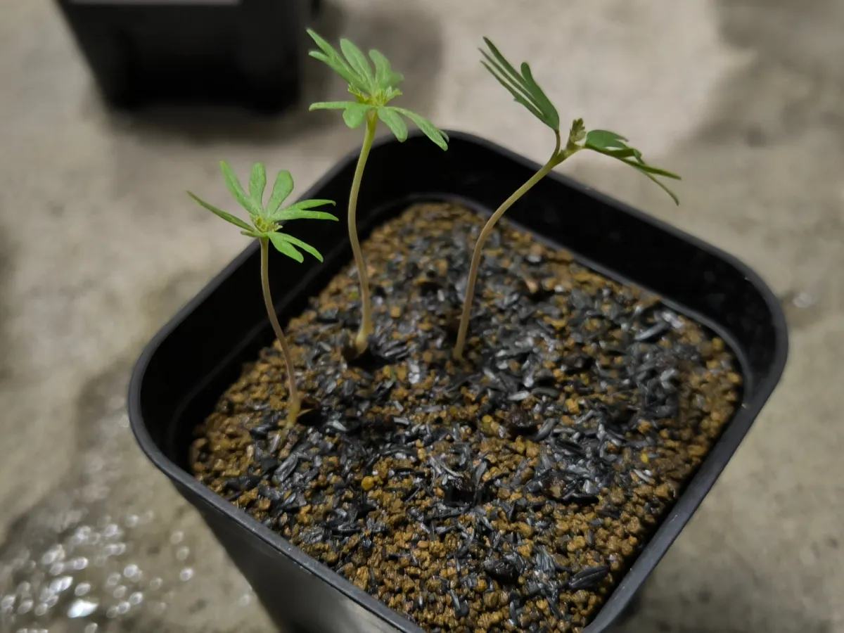 Boswellia sacra (ボスウェリア サクラ)