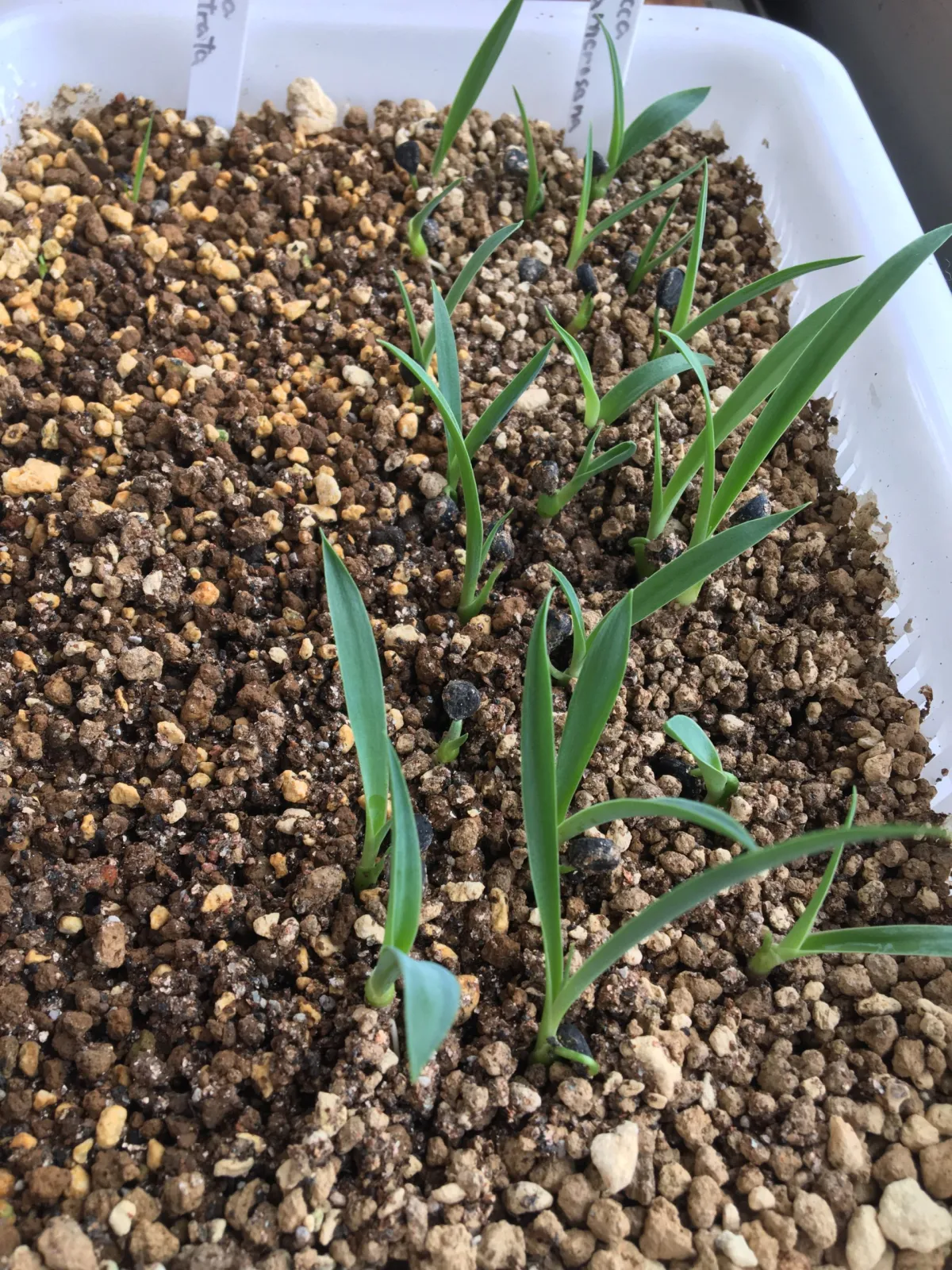 Yucca carnerosana (ユッカ カルネロサーナ)