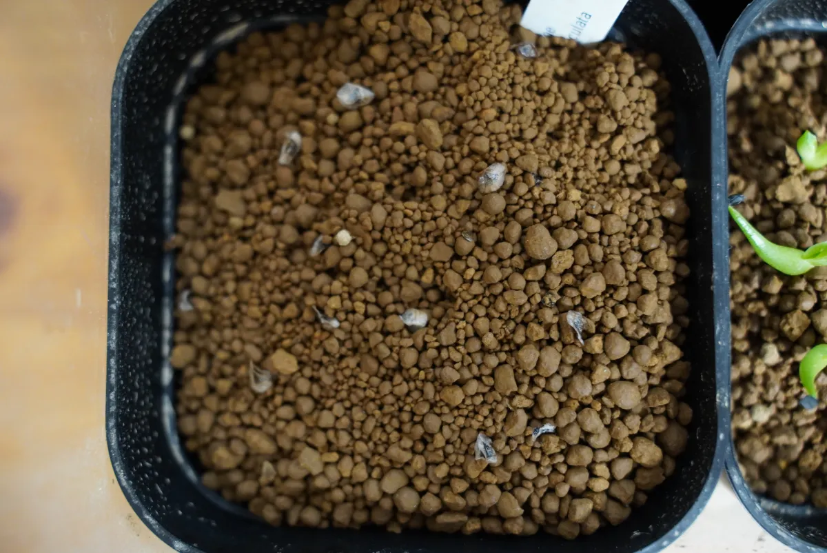 Aloe maculata (アロエ マクラータ)