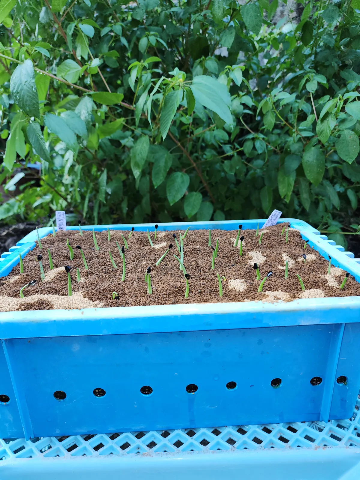 Agave americana var. franzosinii (アガベ フランゾシニー)