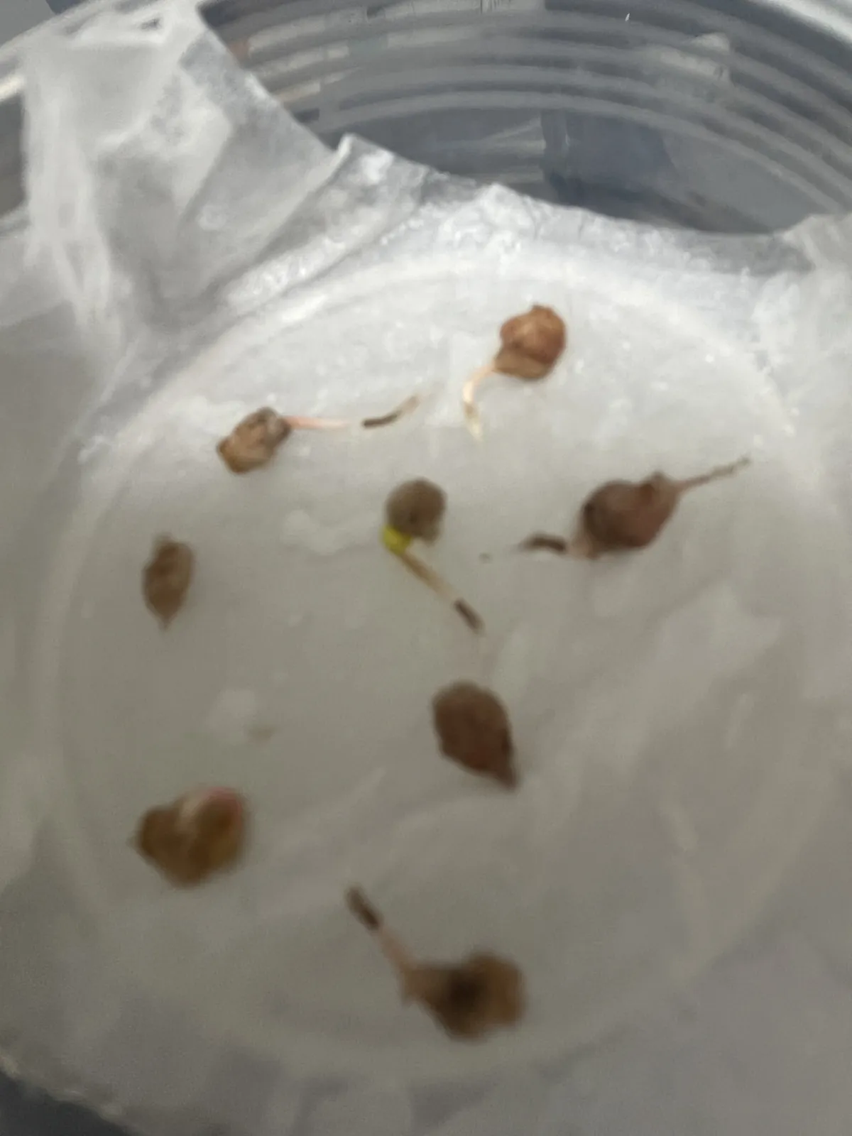 Pachycormus discolor (パキコルムス ディスカラー)