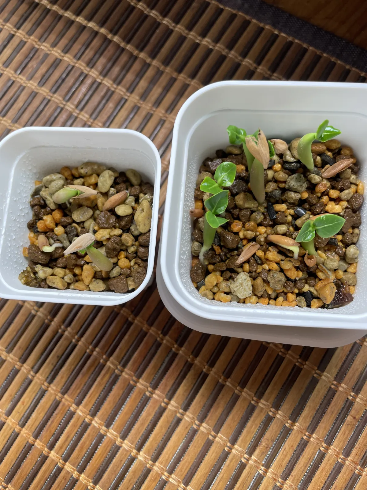 Adenium arabicum (アデニウム アラビカム)