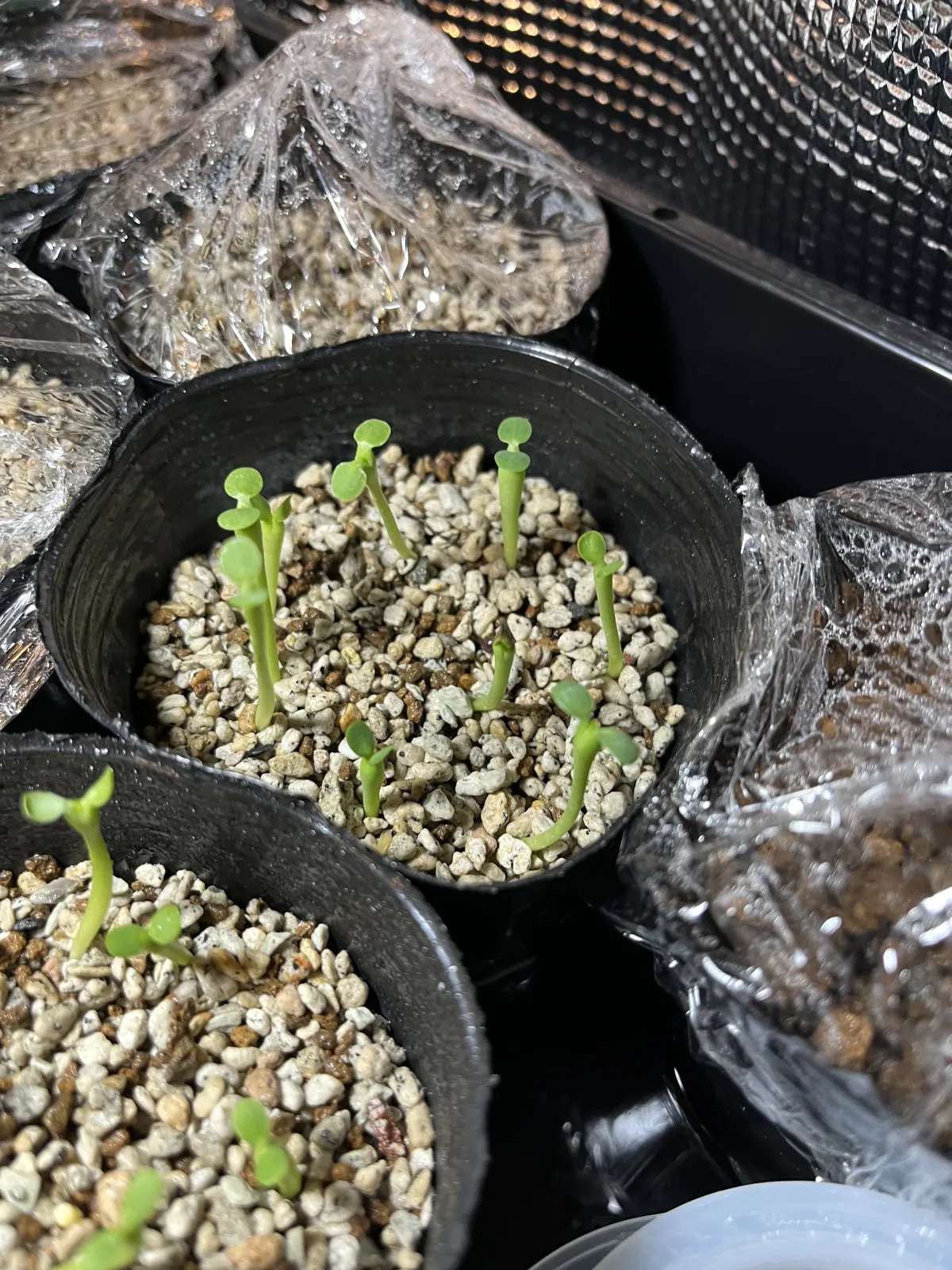 Euphorbia enopla (ユーフォルビア エノプラ 紅彩閣)