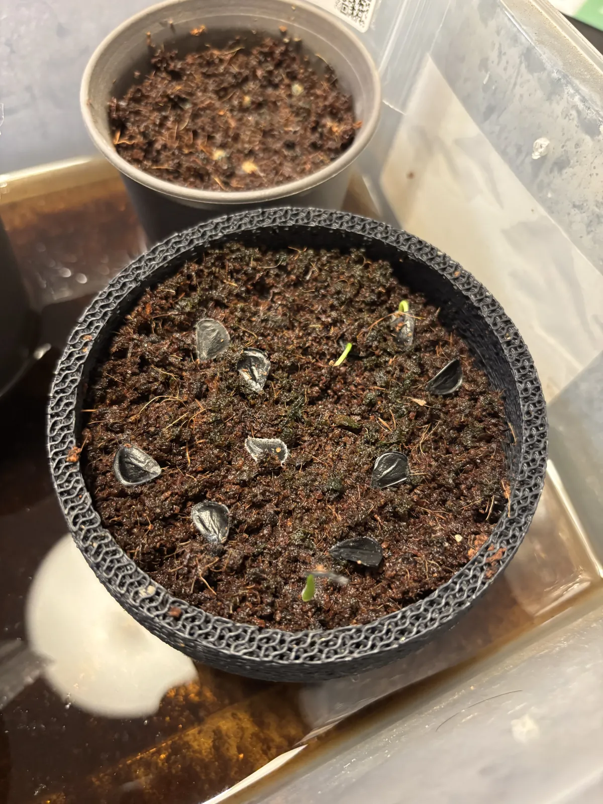 Agave americana ssp. americana (アガベ アメリカーナ)