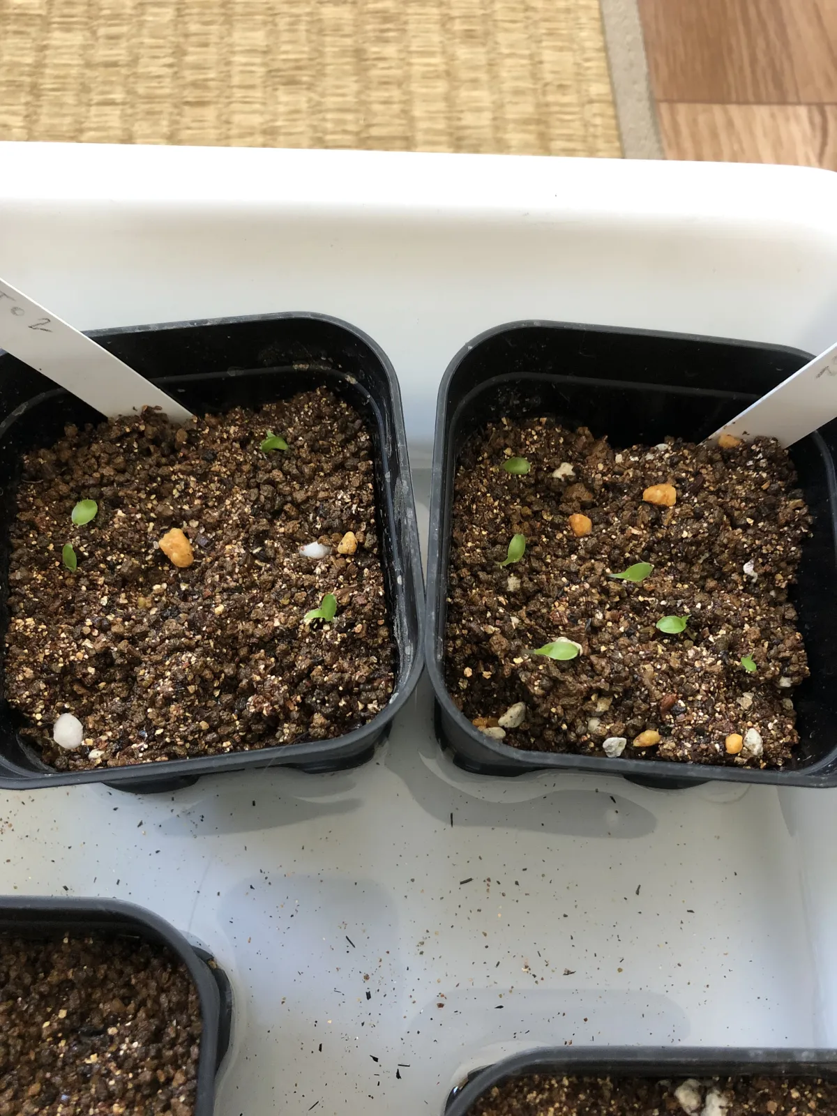 Hechtia glomerata (ヘクチア グロメラータ)