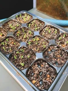 Agave titanota 'Blue' (アガベ チタノタブルー)