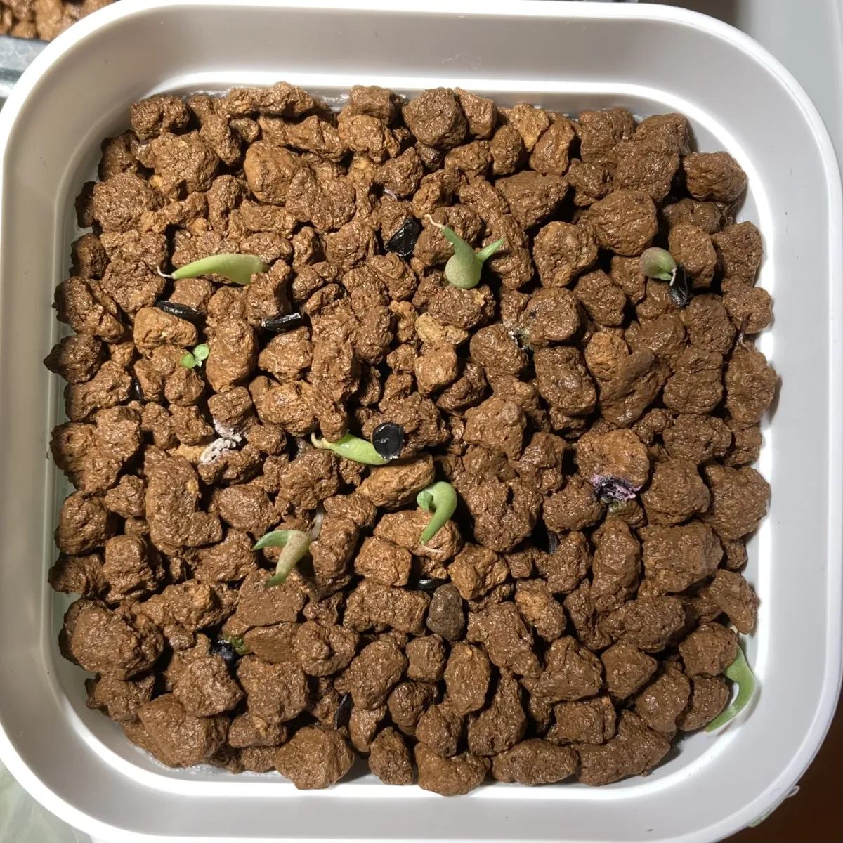 Agave striata subsp. striata (アガベ ストリアータ)