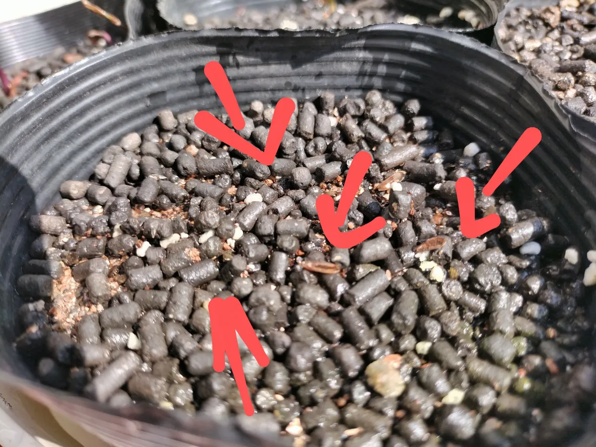 [無料種子] 発芽難 パキポディウム グラキリス　 Pachypodium rosulatum var. gracilius