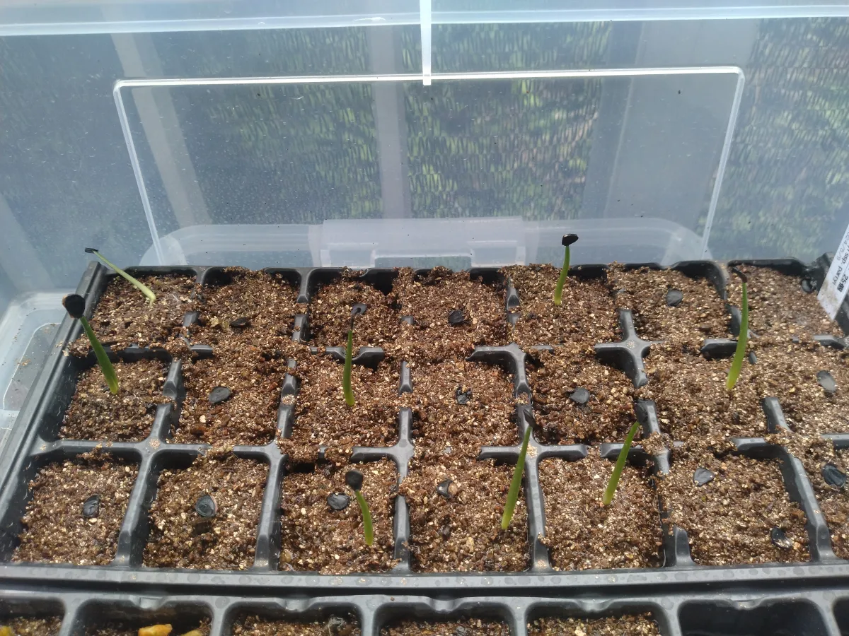 Agave parryi subsp. parryi (アガベ パリー)