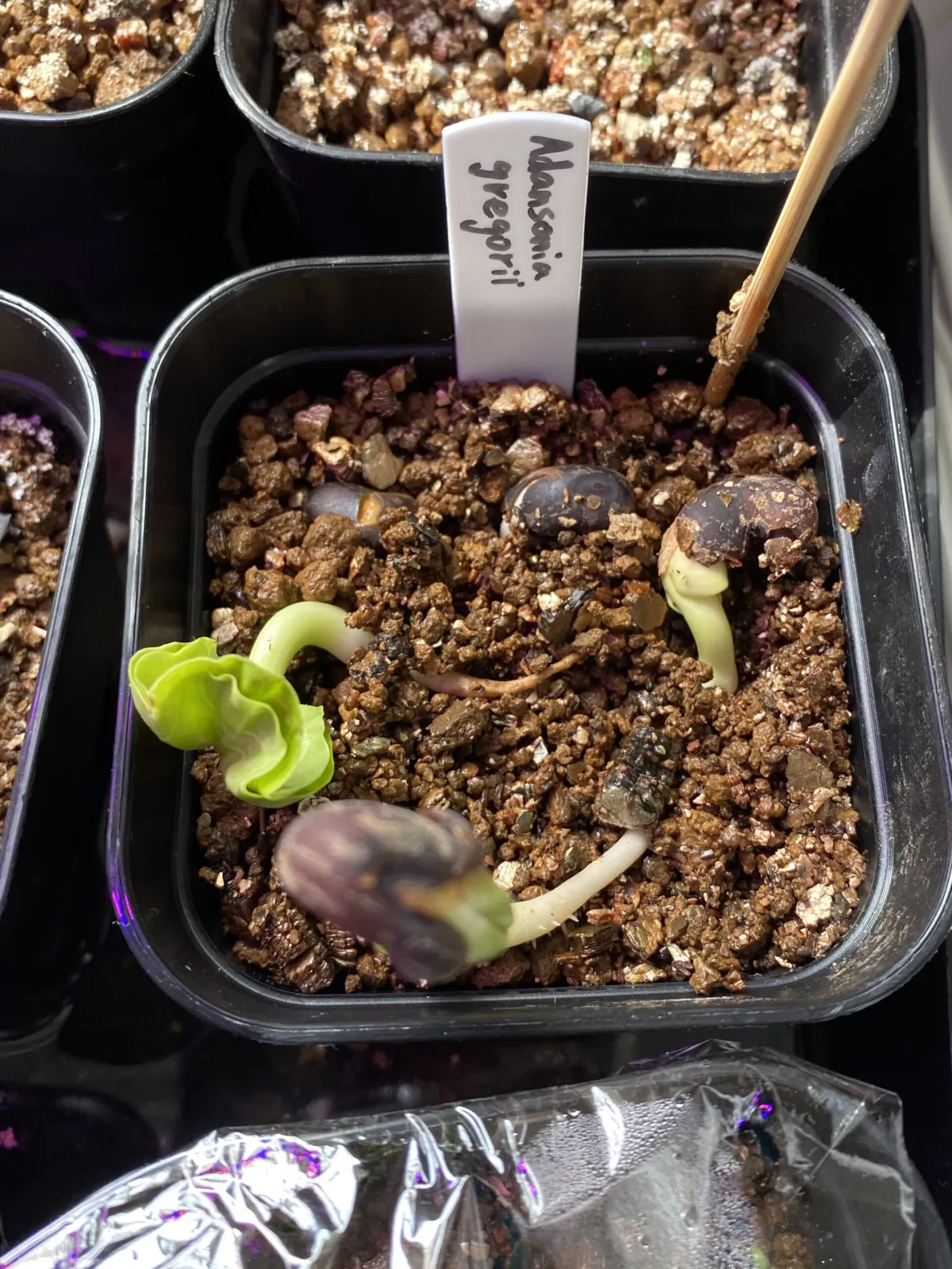 Adansonia gregorii (アダンソニア（バオバブ）グレゴリー)