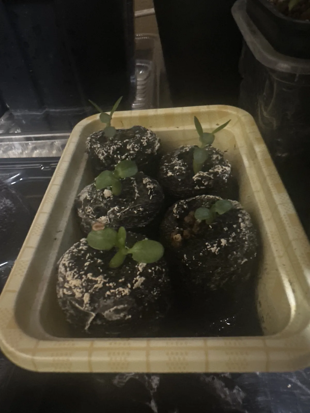 Pachypodium rosulatum subsp. makayense (パキポディウム マカイエンセ)