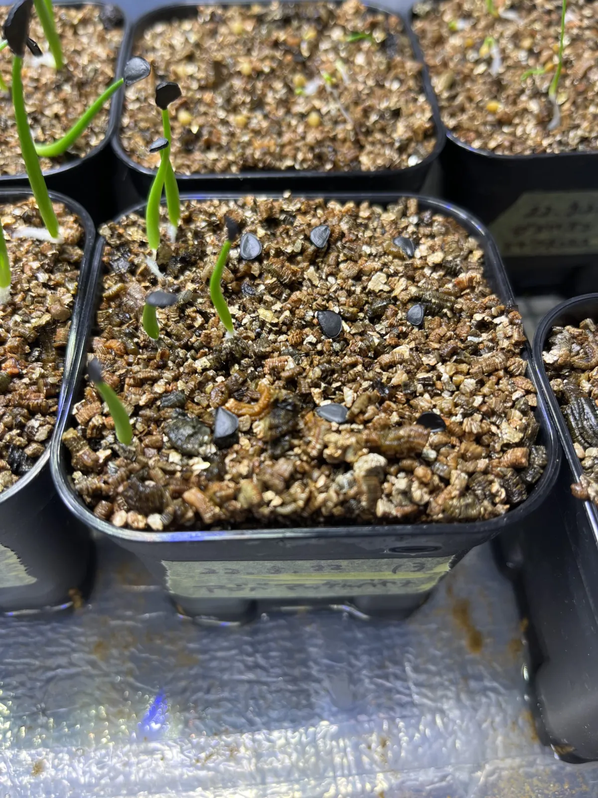 Agave mckelveyana (アガベ マッケルベヤナ)