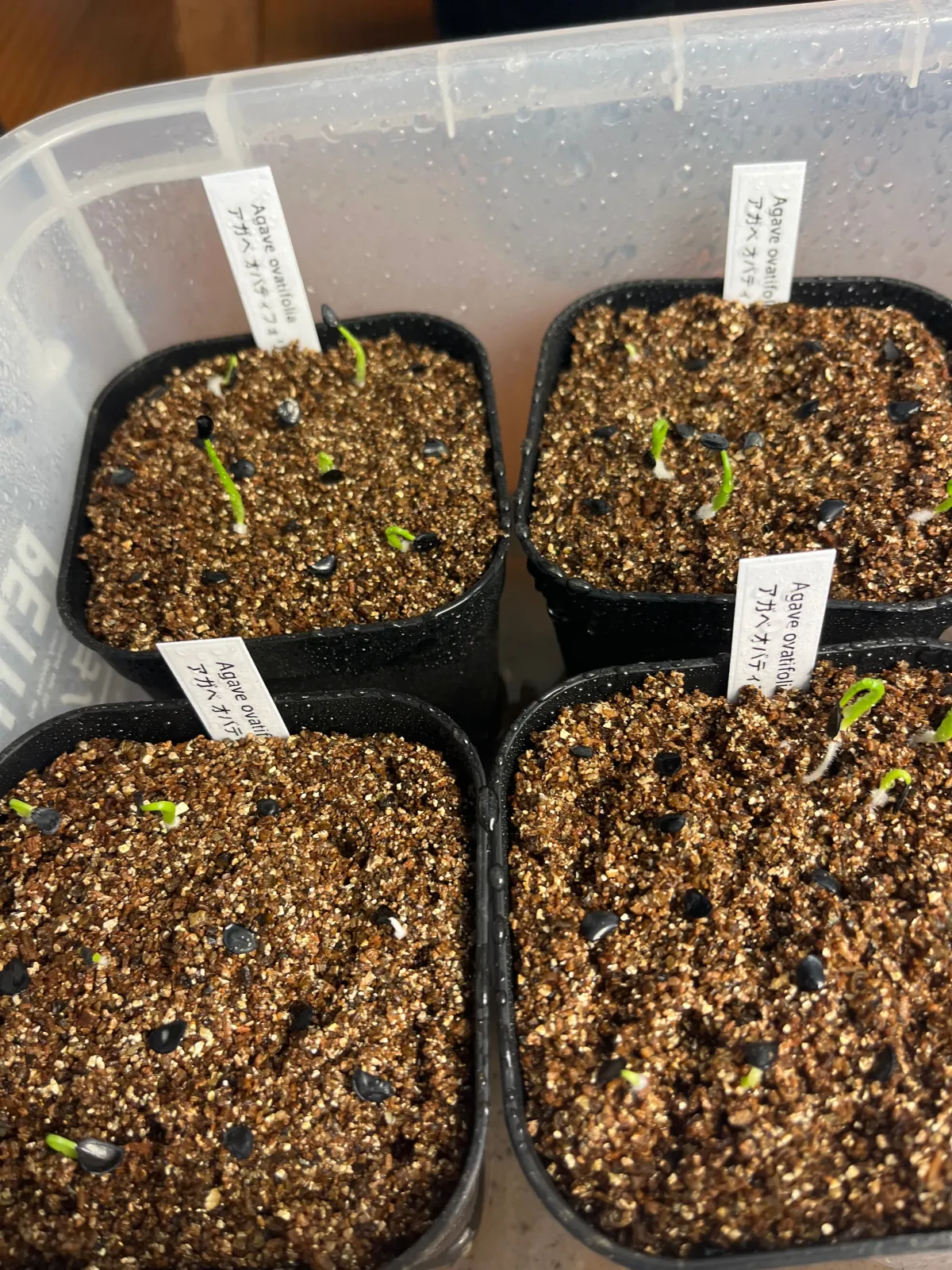 Agave ovatifolia (アガベ オバティフォリア)