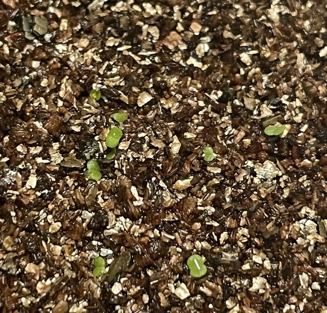 Echeveria laui La Roseta (エケベリア ラウイ)