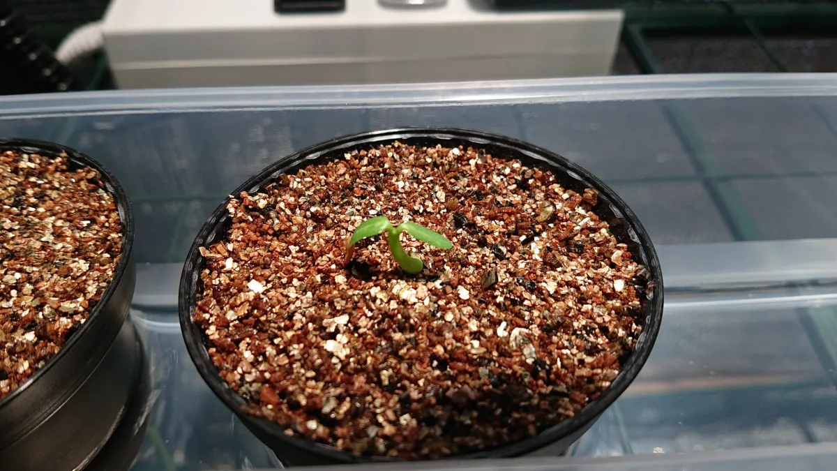 Pachypodium brevicaule subsp. leucoxanthum (パキポディウム レウコキサンツム)