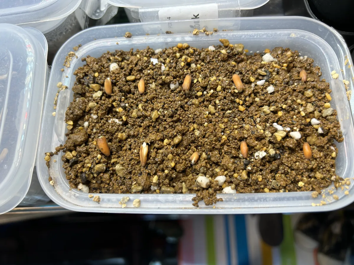 Adenium arabicum (アデニウム エイリアン)