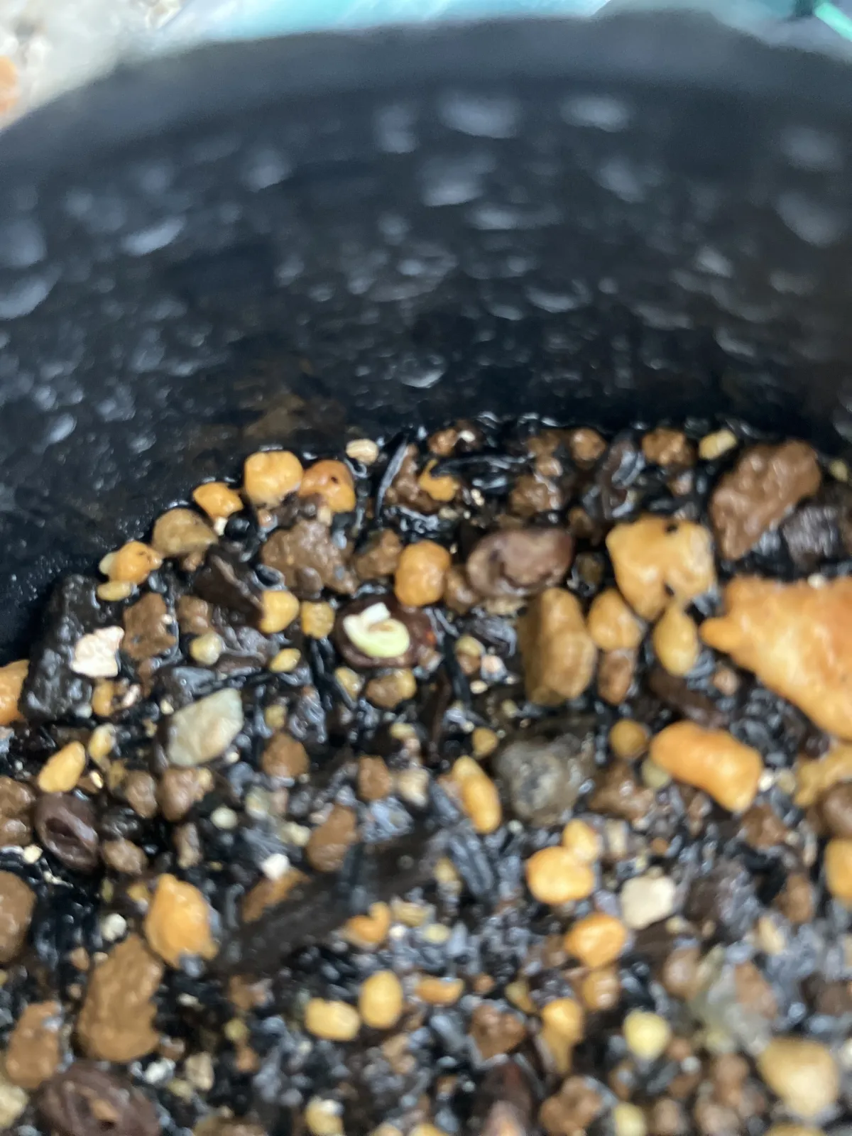 Operculicarya pachypus (オペルクリカリア パキプス)