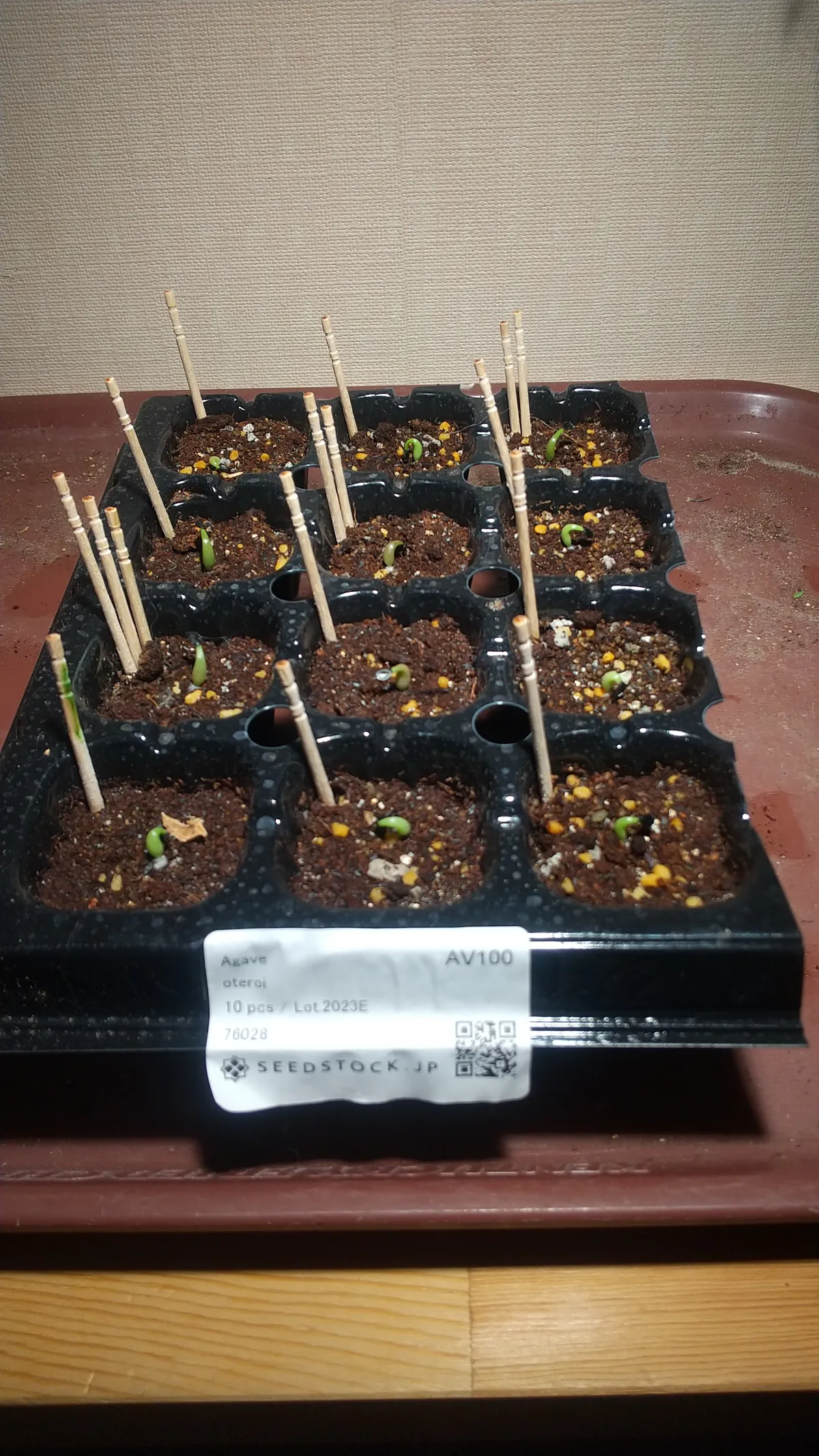 Agave oteroi (アガベ オテロイ)