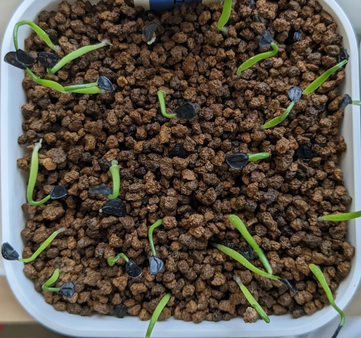 Agave obscura 'Xalapa' (アガベ オブスキュラ ハラパ)