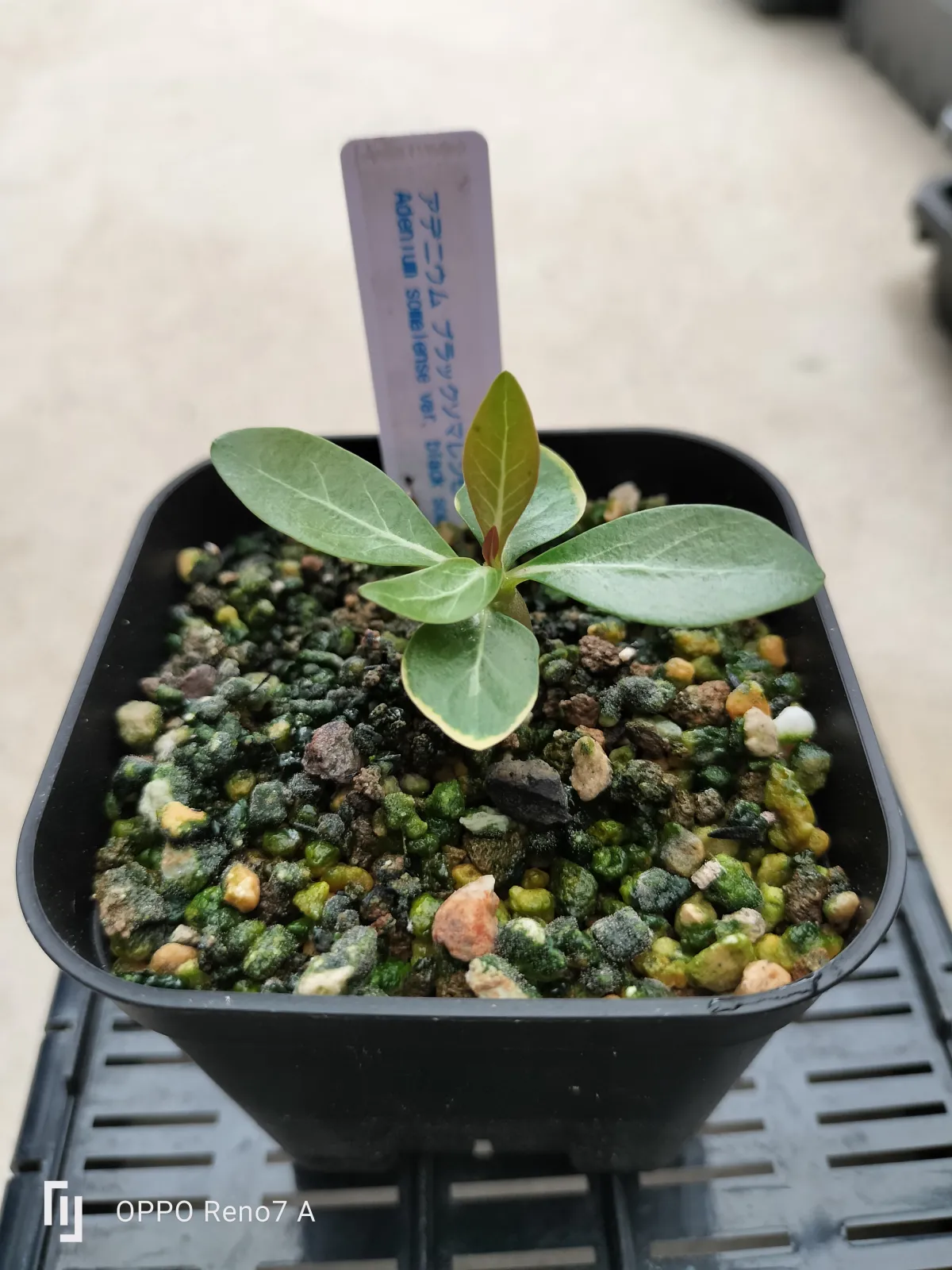 Adenium somalense var. black black (アデニウム ブラックソマレンセ)