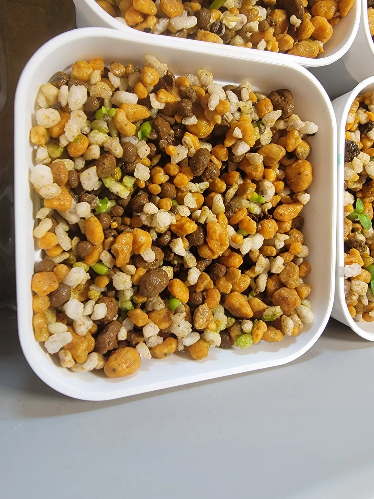 Euphorbia stellata (ユーフォルビア ステラータ 飛竜)