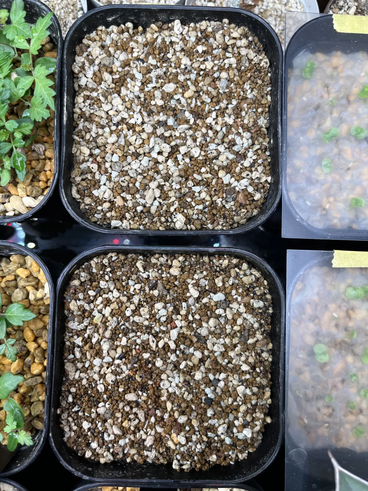 Olea europaea (オリーブ ユーロピア)