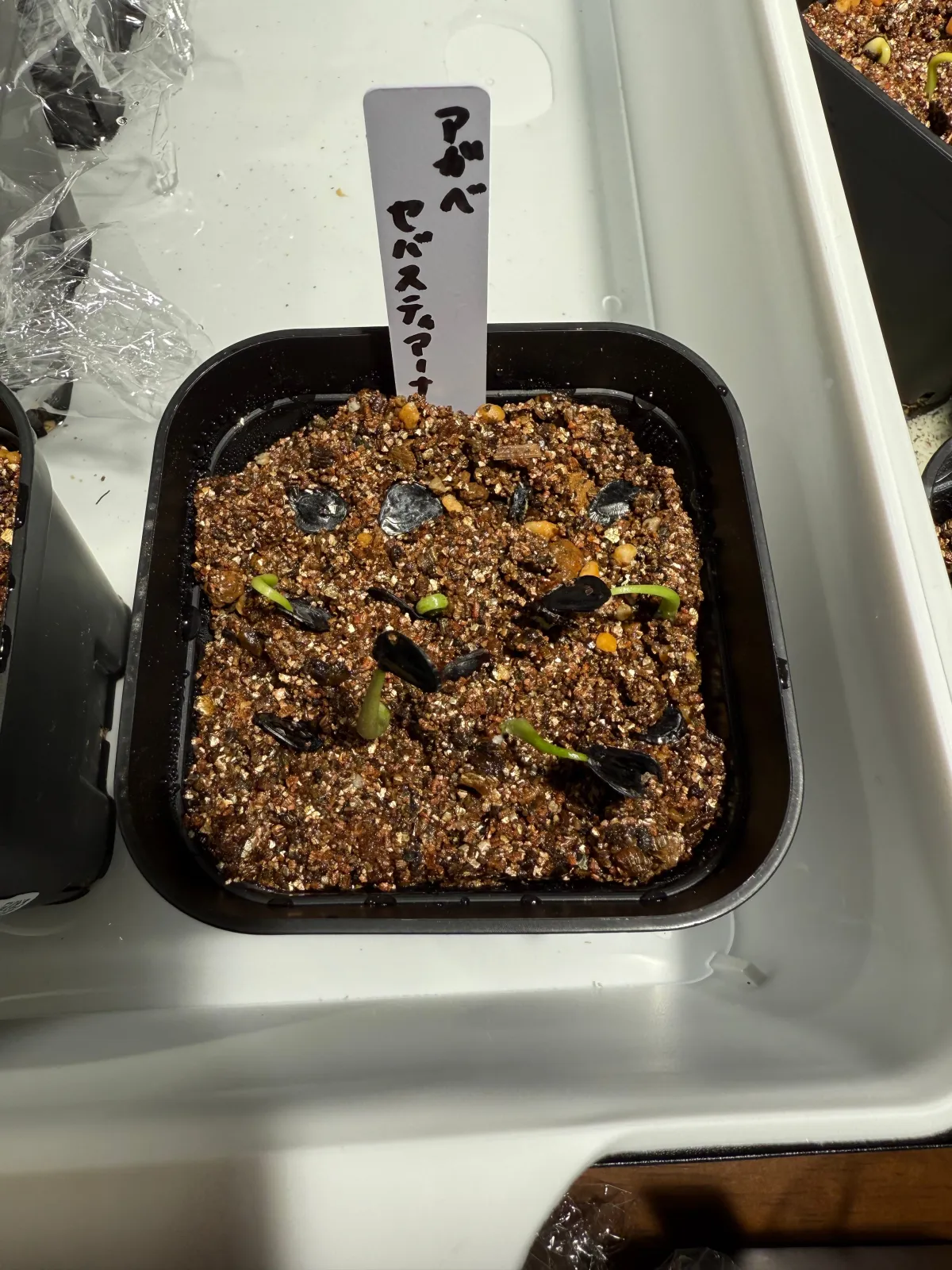 Agave sebastiana (アガベ セバスティアーナ)