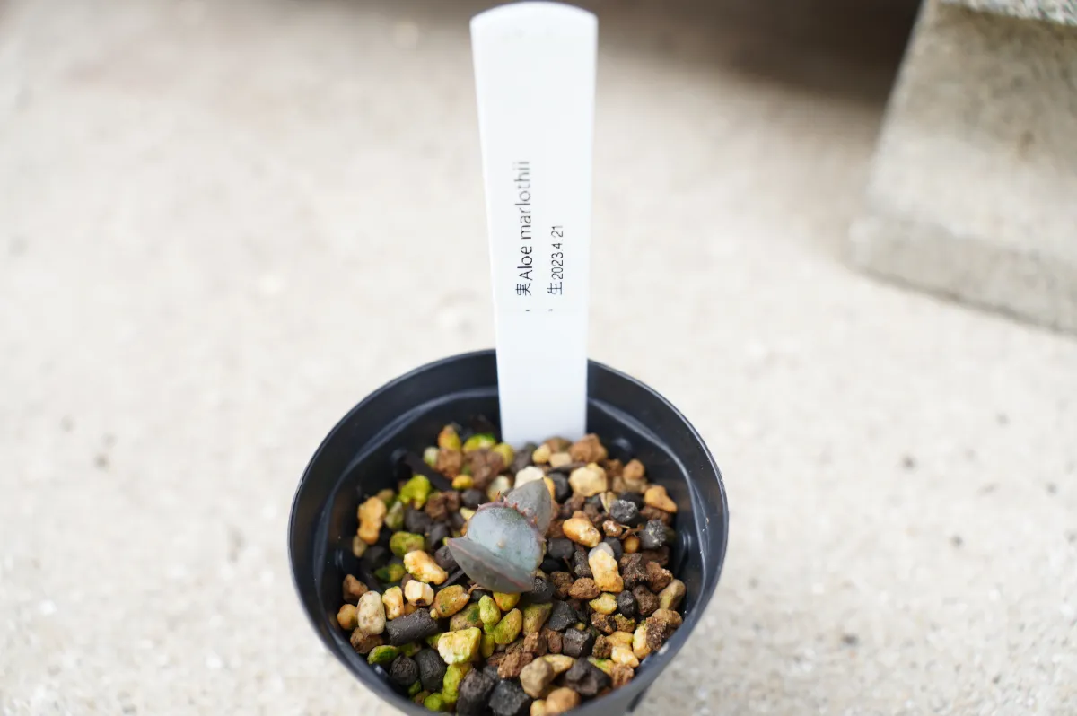 Aloe marlothii subsp. marlothii (アロエ マルロシー)