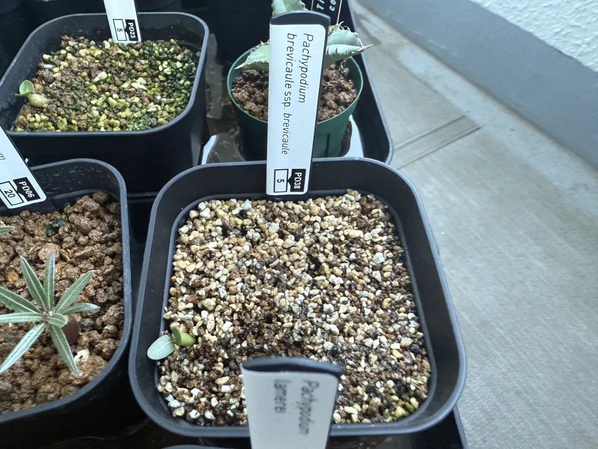 Pachypodium brevicaule subsp. brevicaule (パキポディウム ブレビカウレ)