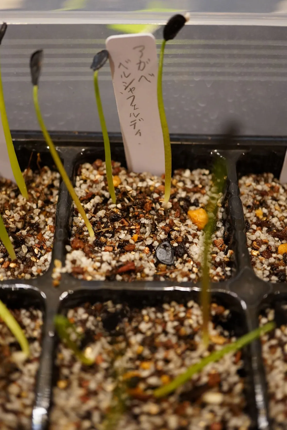 Agave potatorum var. verschaffeltii (アガベ ベルシャフェルティ)