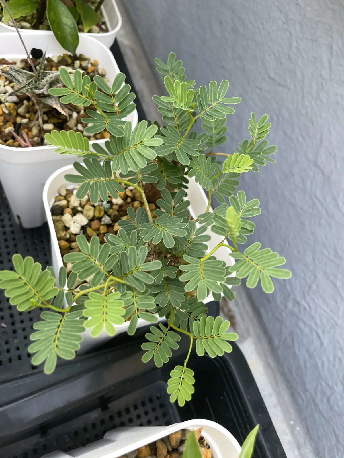 Senna meridionalis (センナ メリディオナリス)