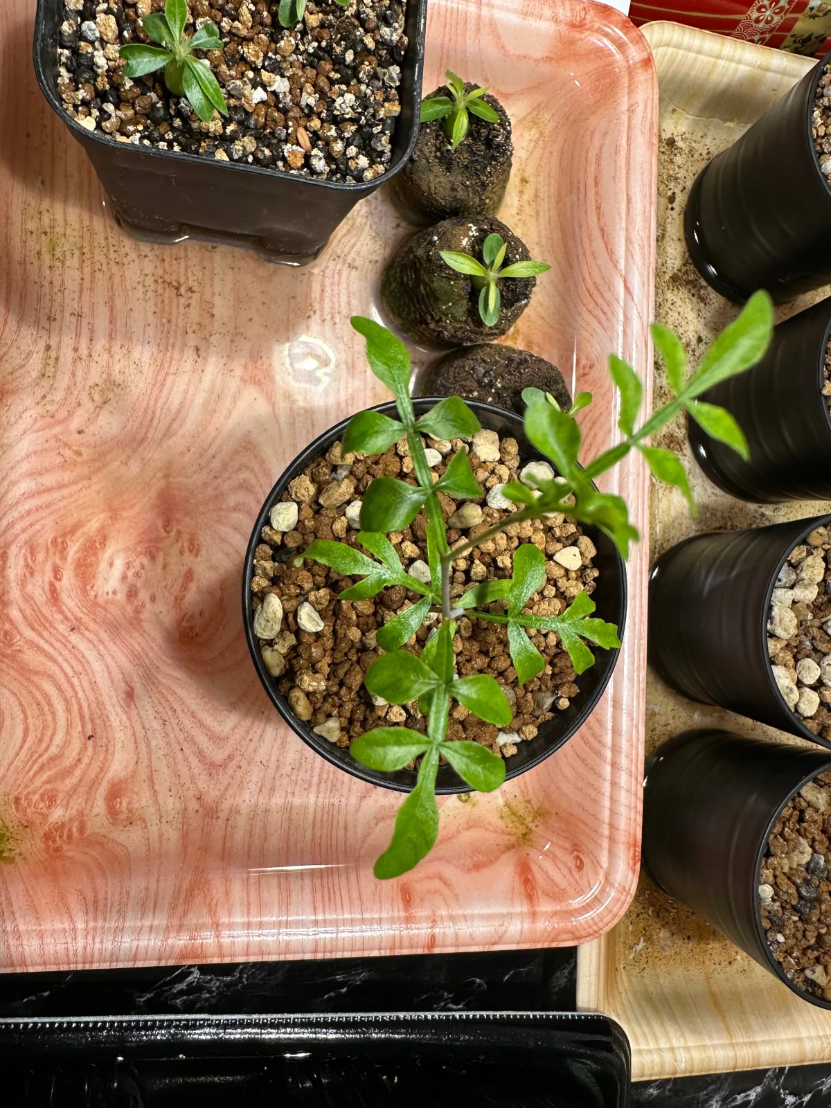 Operculicarya hyphaenoides (オペルクリカリア ヒファエノイデス)