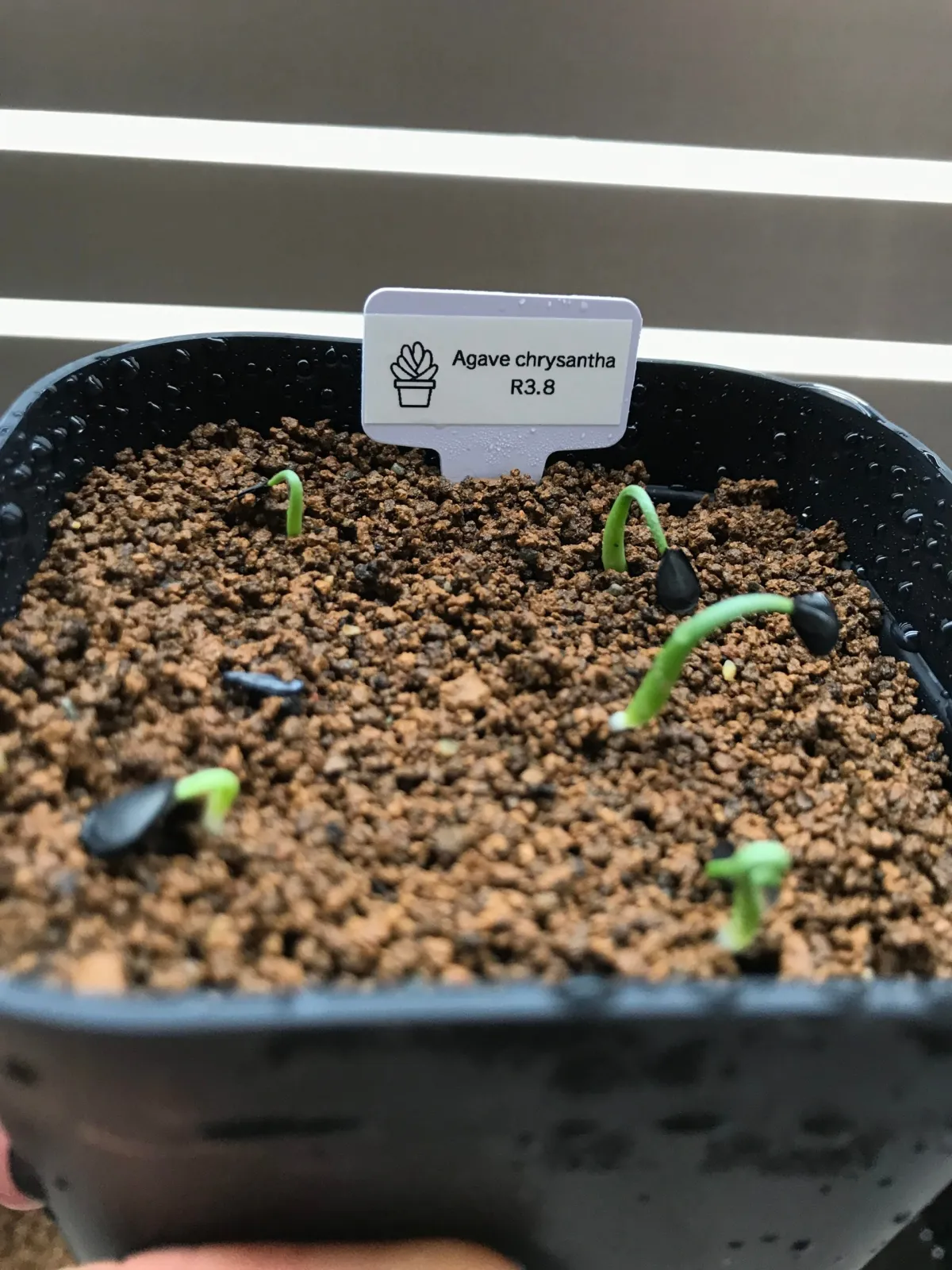 Agave chrysantha (アガベ クリサンサ)