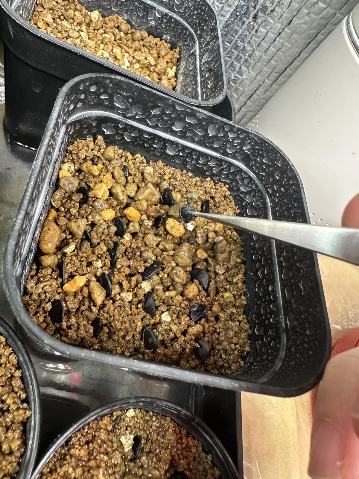 Agave gigantensis (アガベ ギガンテンシス)