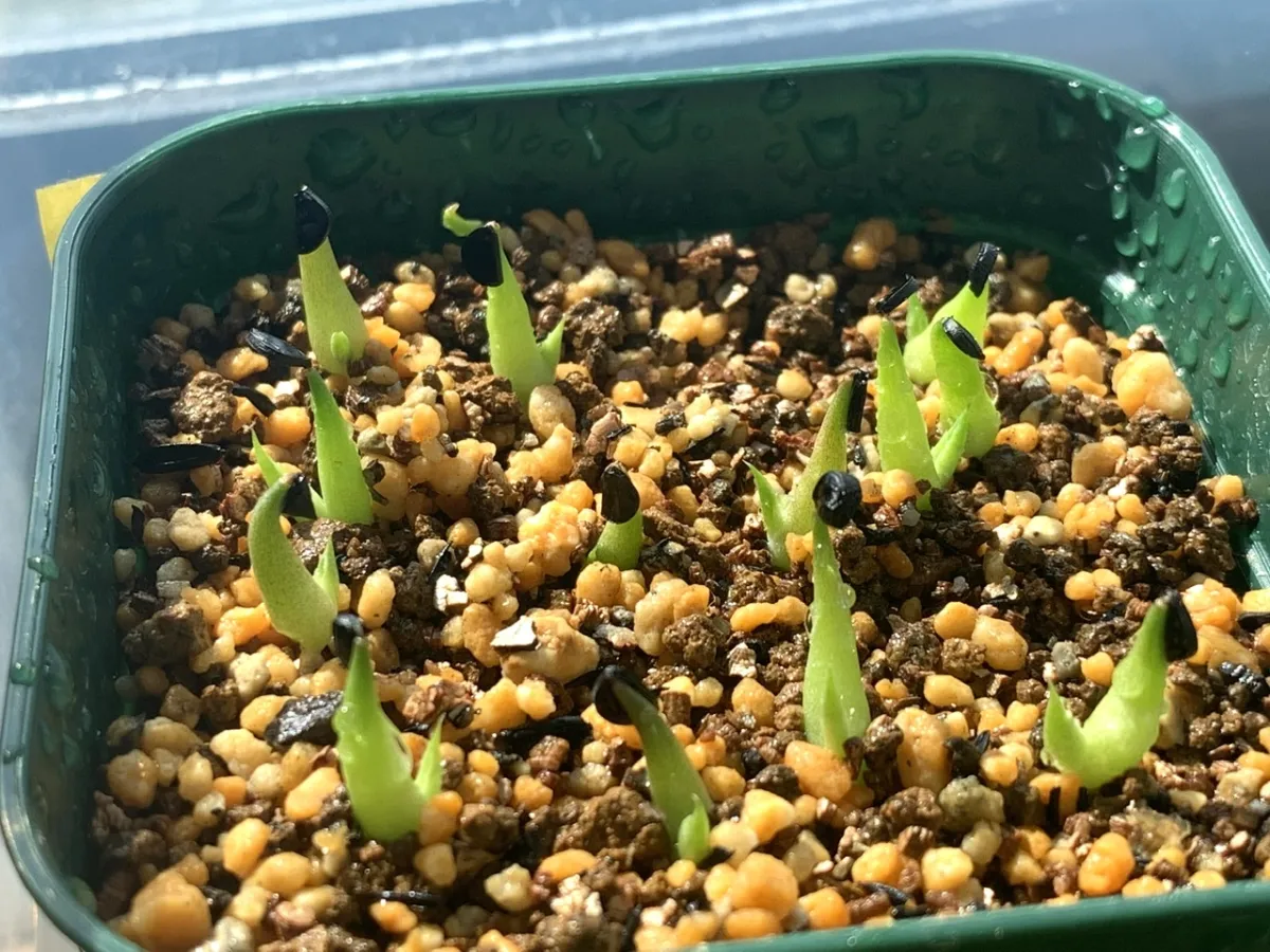 Agave victoriae-reginae 'Bustamante' (アガベ バスタマンテ)