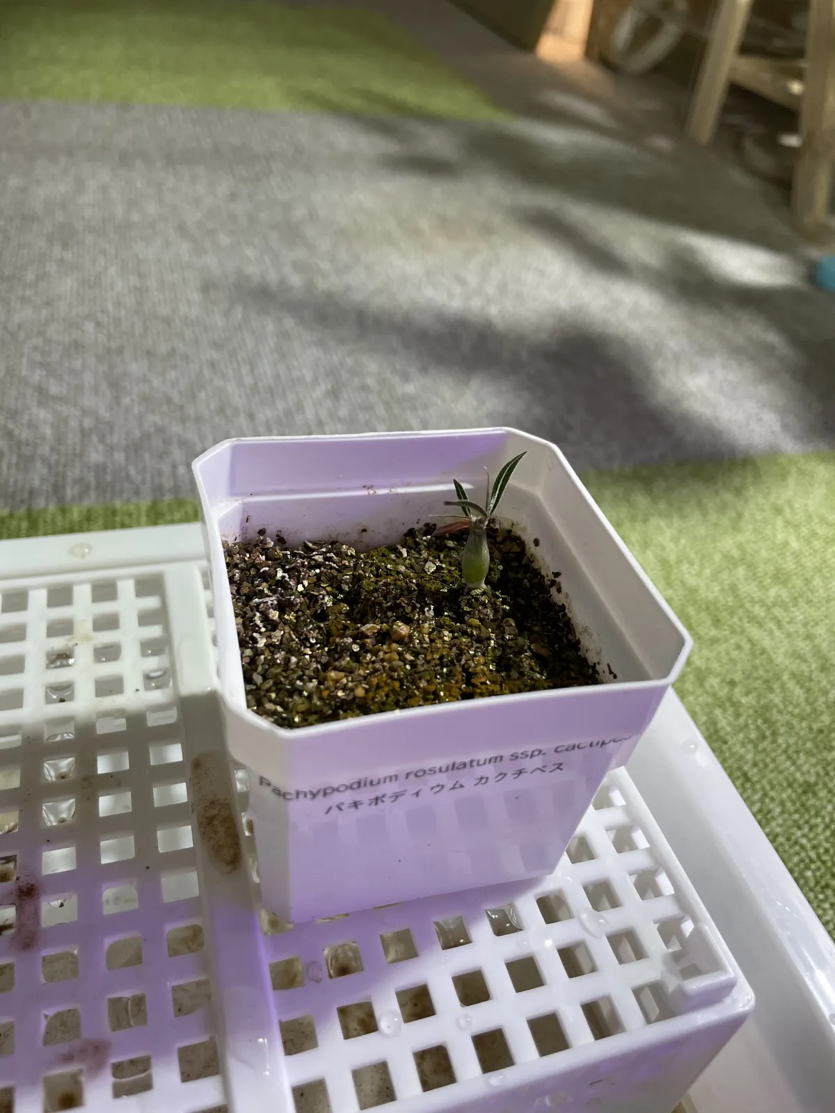 Pachypodium rosulatum ssp. cactipes (パキポディウム カクチペス)