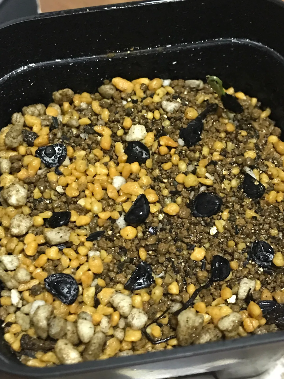 Agave congesta (アガベ コンゲスタ)