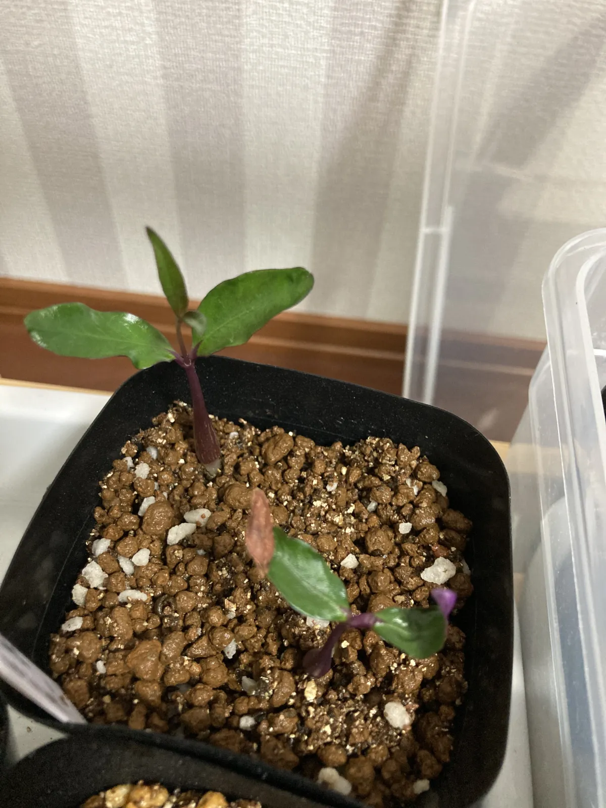 Petopentia natalensis (ペトペンチア ナタレンシス)