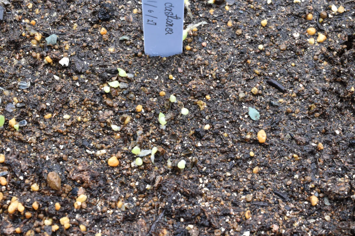 Aloe castanea (アロエ カスタネア)