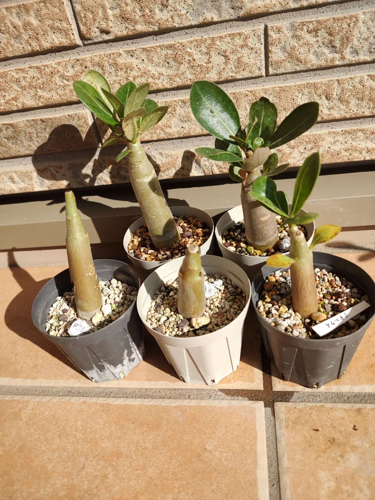 Adenium arabicum (アデニウム アラビカム)