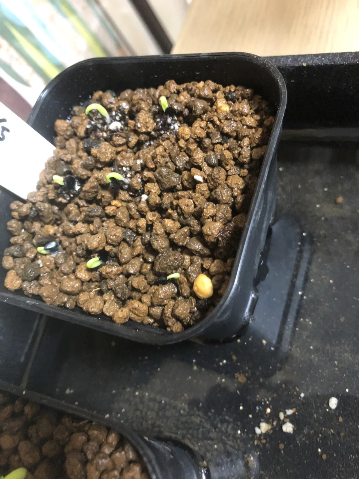 Agave titanota 'Blue' (アガベ チタノタブルー)