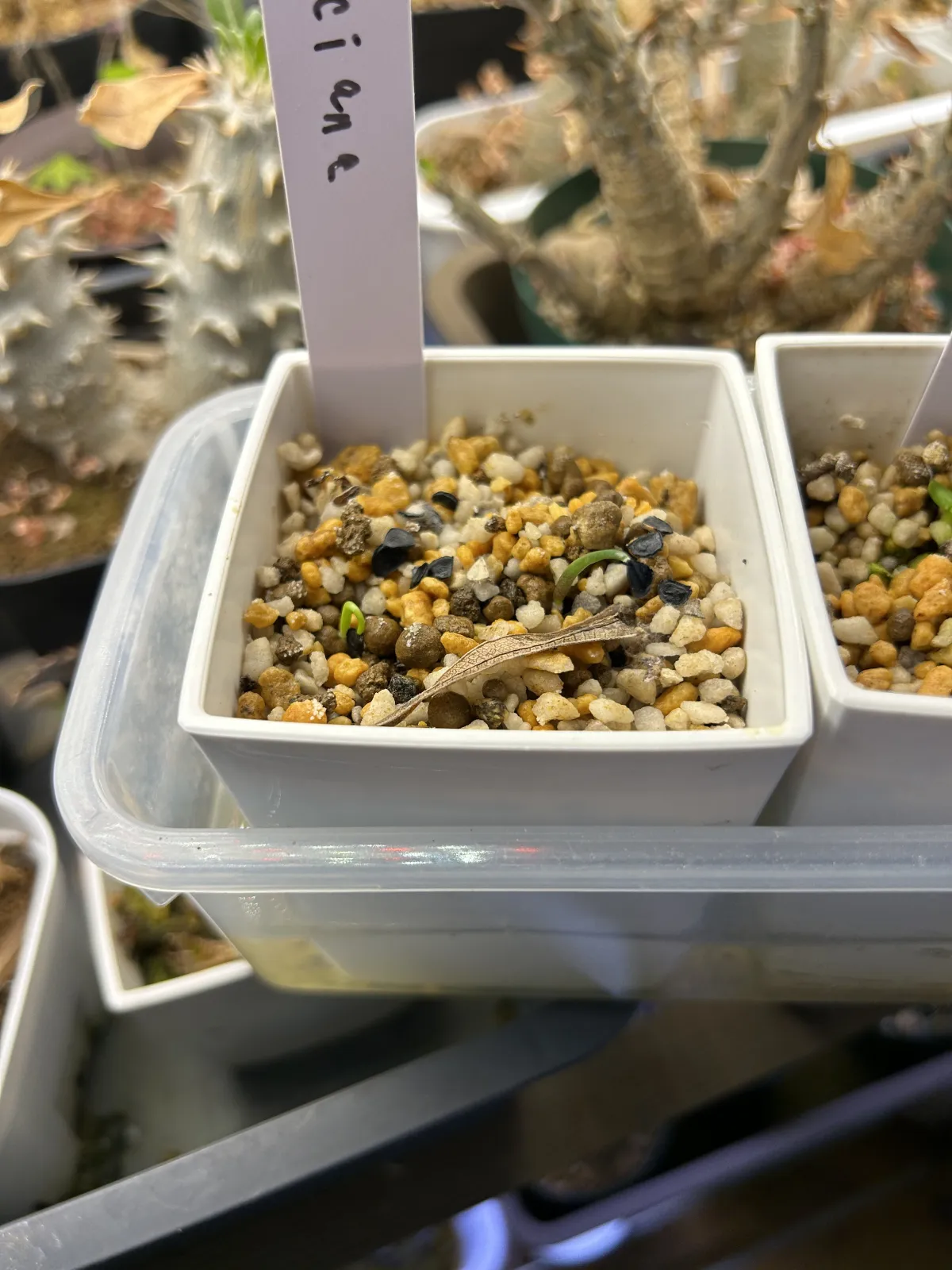 Agave valenciana (アガベ ヴァレンシアナ)